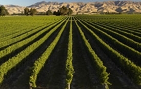 Marlborough's vineyards