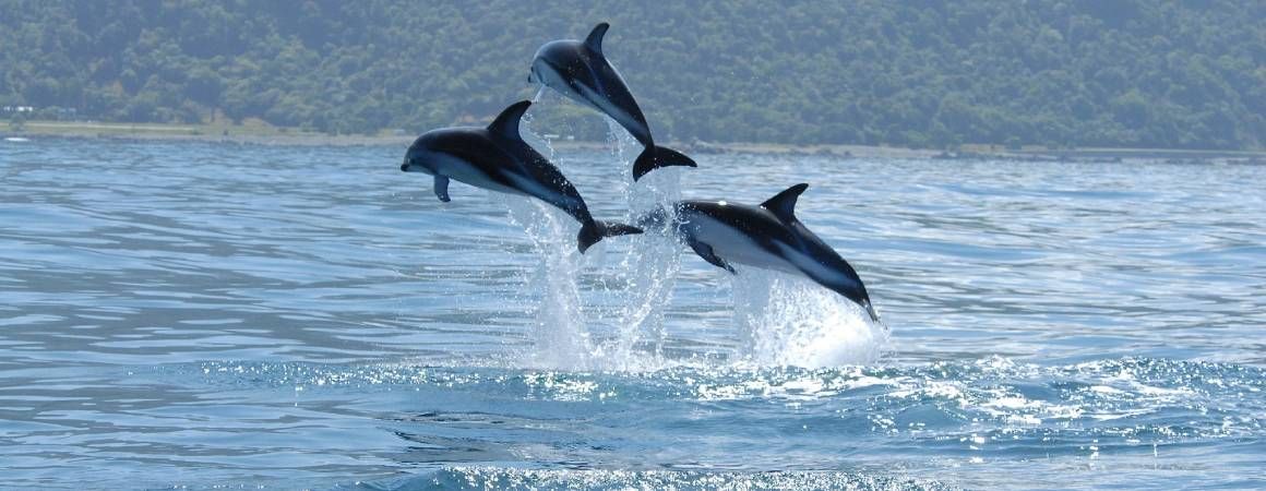 queen charlotte sound dolphins